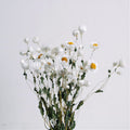 Natural Dried Small Chrysanthemum Flowers, 40-55 cm, for Floral Arrangements and Home Decor