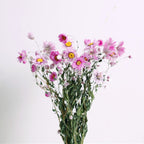 Natural Dried Small Chrysanthemum Flowers, 40-55 cm, for Floral Arrangements and Home Decor