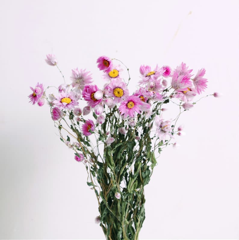 Natural Dried Small Chrysanthemum Flowers, 40-55 cm, for Floral Arrangements and Home Decor