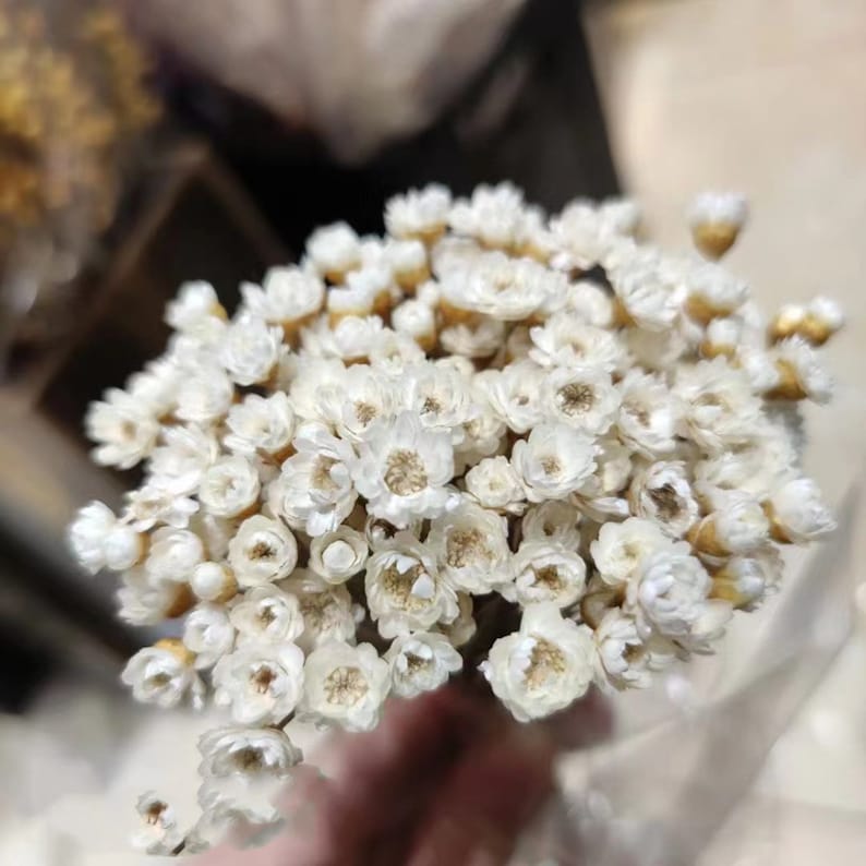 Dried Star Flower Stems Pink 100 Count 30-45 cm Natural Wedding Home Decor Floral Arrangements