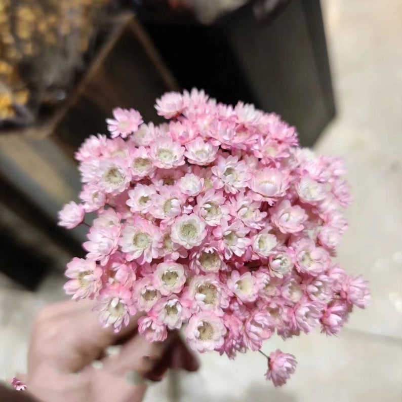Dried Star Flower Stems Pink 100 Count 30-45 cm Natural Wedding Home Decor Floral Arrangements