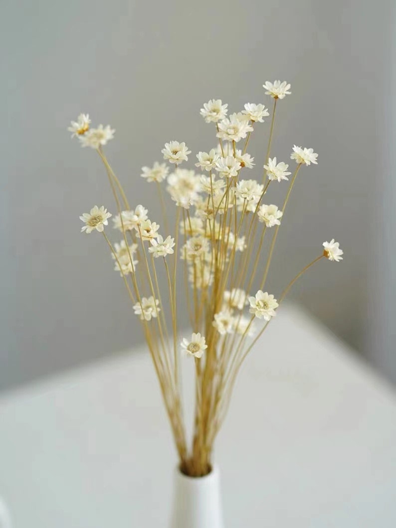 Dried Star Flower Stems Pink 100 Count 30-45 cm Natural Wedding Home Decor Floral Arrangements