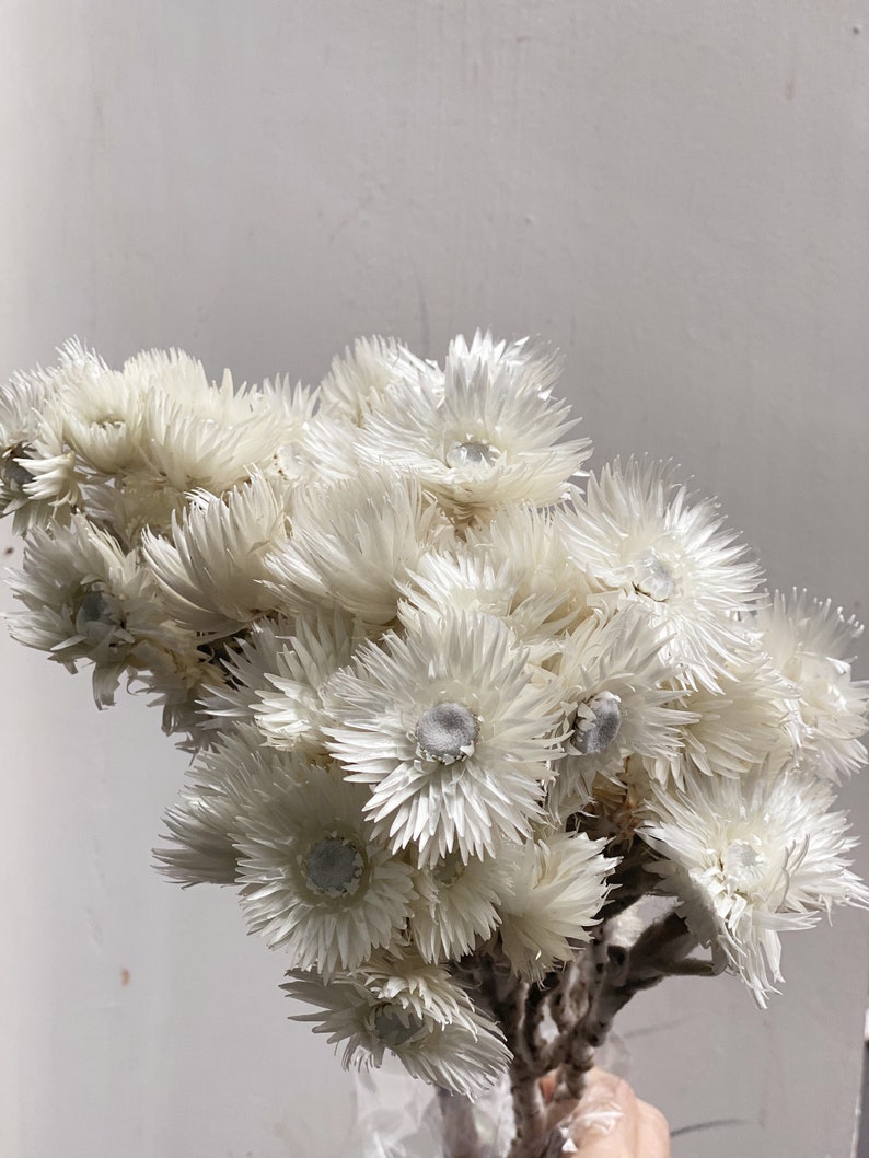 Dried Helichrysum Everlastings Straw Paper Daisy Preserved 1 Bundle 40-45 cm