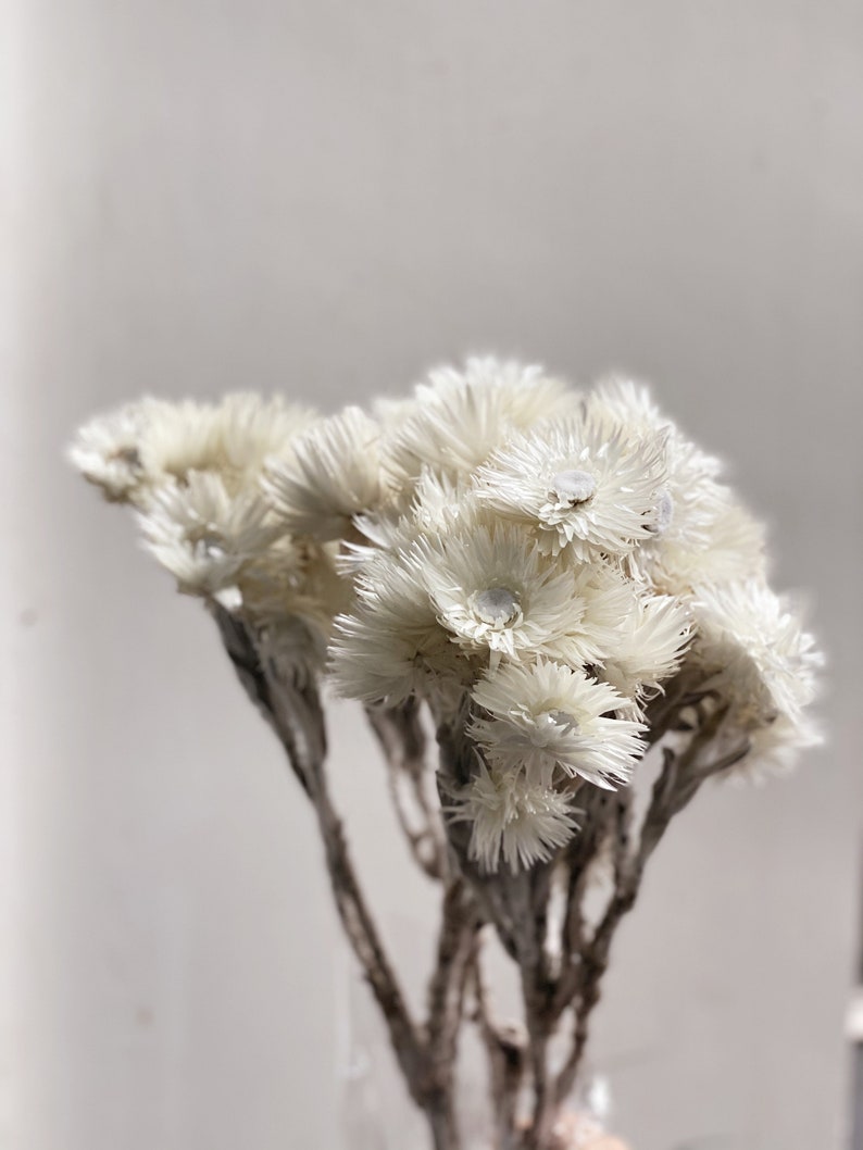 Dried Helichrysum Everlastings Straw Paper Daisy Preserved 1 Bundle 40-45 cm