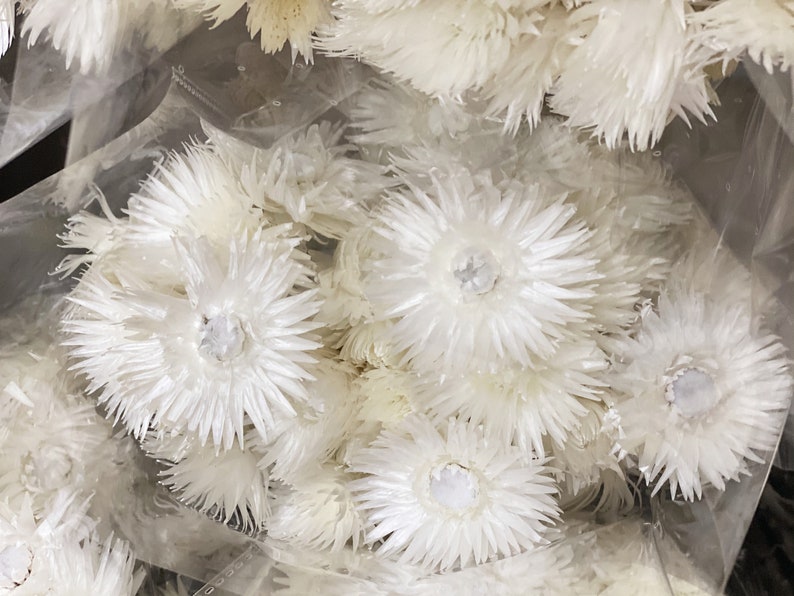 Dried Helichrysum Everlastings Straw Paper Daisy Preserved 1 Bundle 40-45 cm