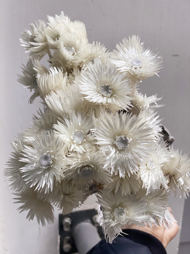 Dried Helichrysum Everlastings Straw Paper Daisy Preserved 1 Bundle 40-45 cm
