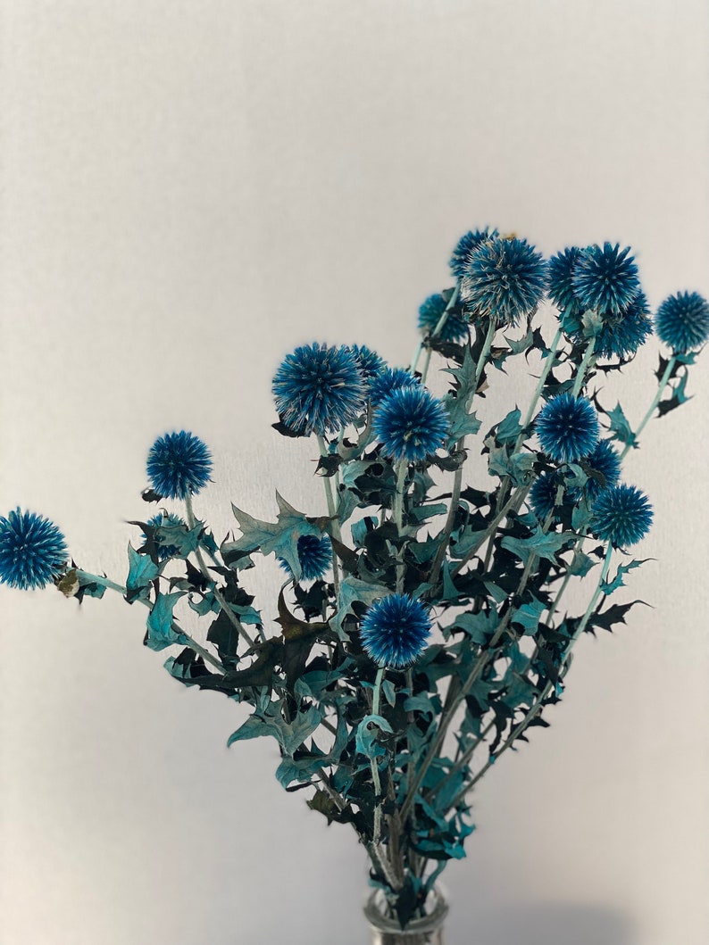 Natural Dried Blue Thistle Sea Holly Bundle, 17-Inch Stems, One Bundle