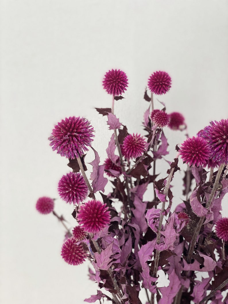 Natural Dried Blue Thistle Sea Holly Bundle, 17-Inch Stems, One Bundle