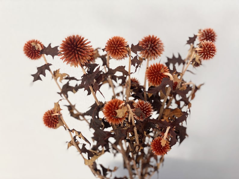 Natural Dried Blue Thistle Sea Holly Bundle, 17-Inch Stems, One Bundle