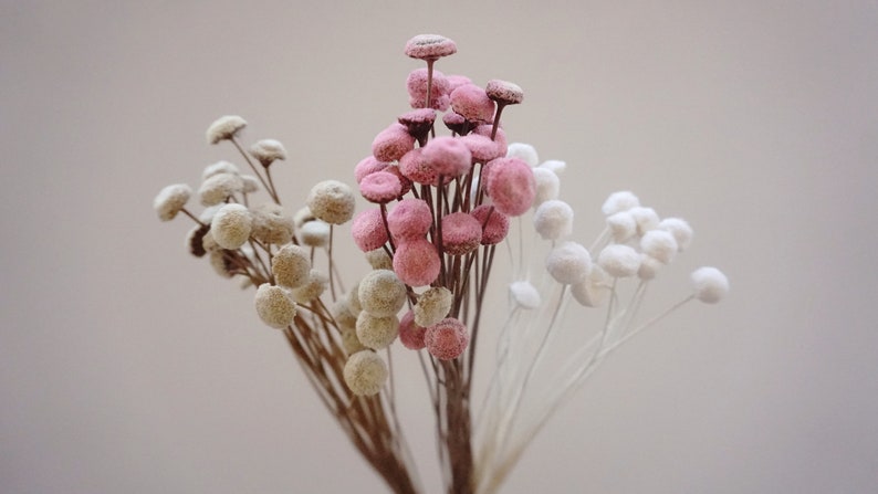 Dried Button Flowers in Blush and White, Natural Floral Arrangement, 40-45 cm Stems