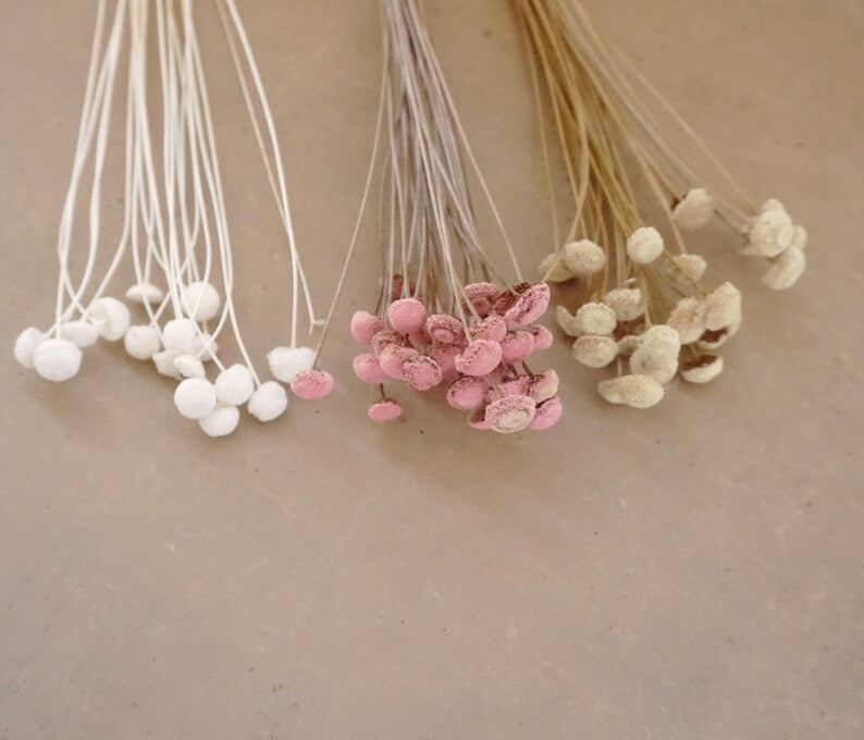 Dried Button Flowers in Blush and White, Natural Floral Arrangement, 40-45 cm Stems