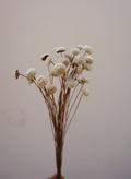 Dried Button Flowers in Blush and White, Natural Floral Arrangement, 40-45 cm Stems