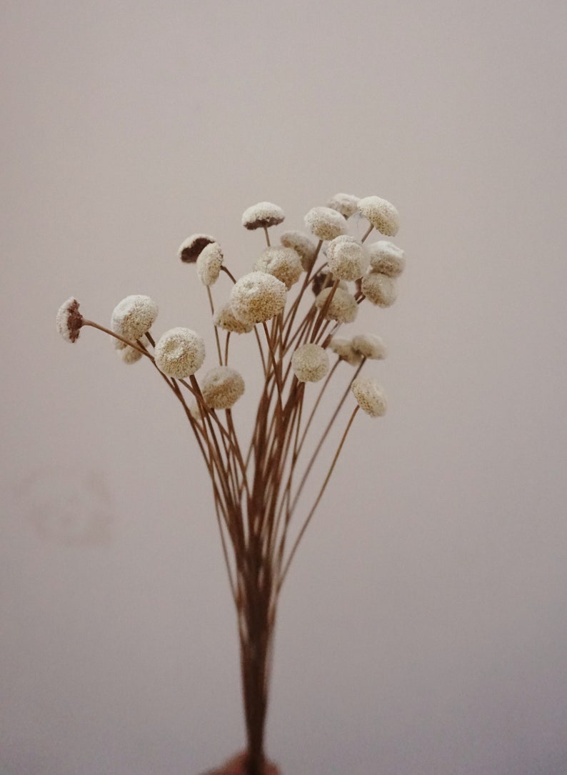 Dried Button Flowers in Blush and White, Natural Floral Arrangement, 40-45 cm Stems