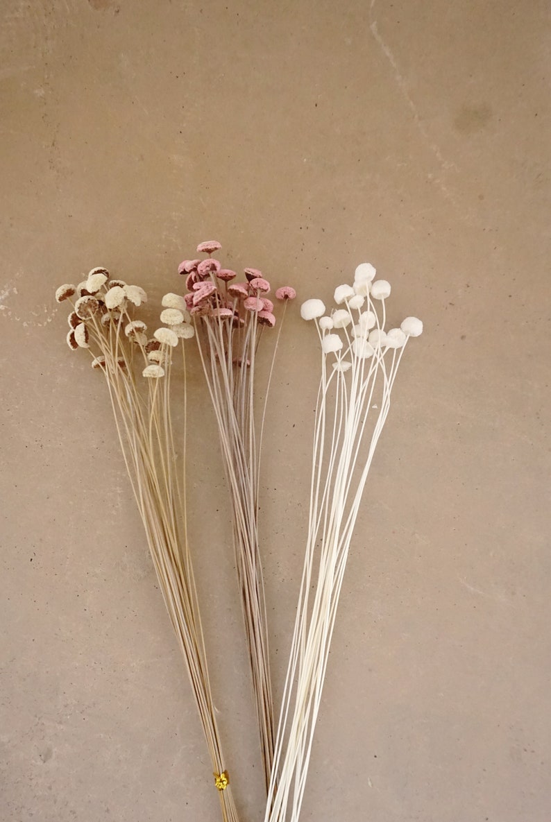 Dried Button Flowers in Blush and White, Natural Floral Arrangement, 40-45 cm Stems