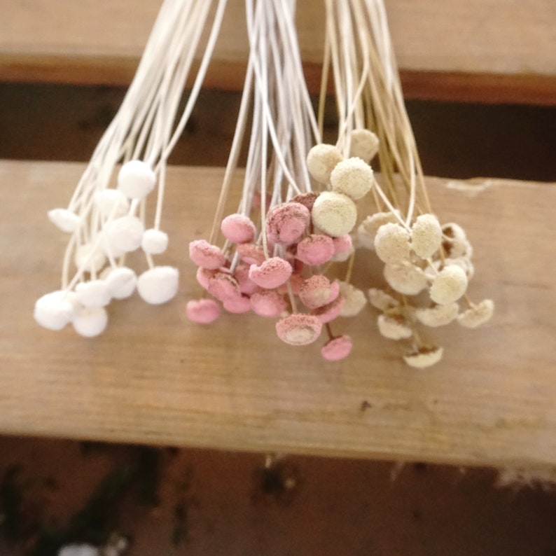 Dried Button Flowers in Blush and White, Natural Floral Arrangement, 40-45 cm Stems