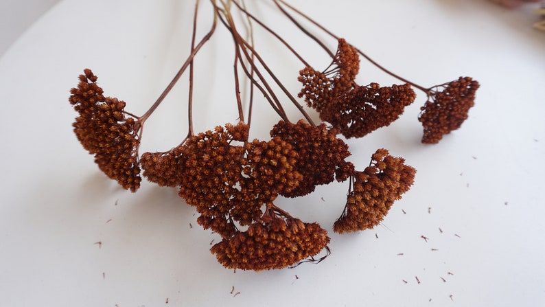 Burnt Orange Dried Yarrow Stems, Natural Fall Flowers for Weddings, 16-Inch, 5 Stems