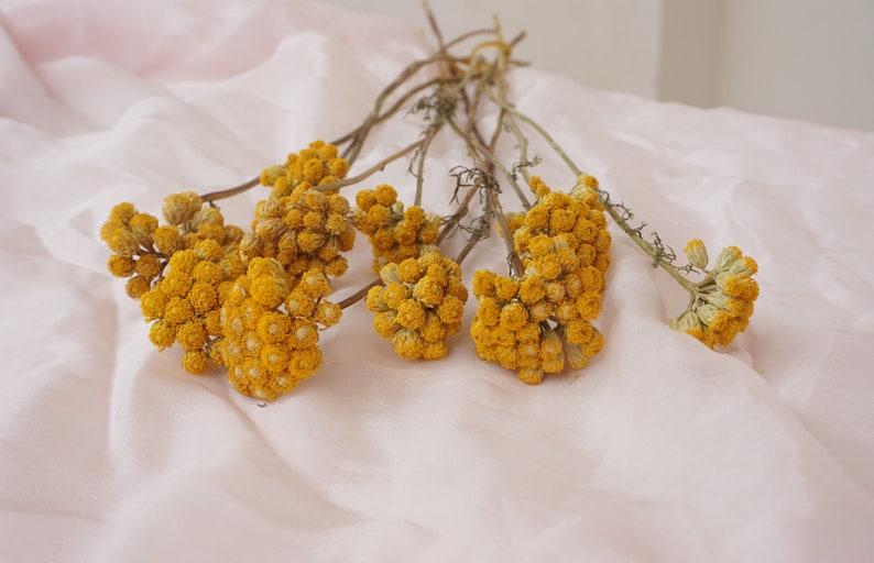 Natural Dried Sanfordii Flowers Yellow Small Bunch 12 Stems 16 Inch for Home Autumn Wedding Decoration