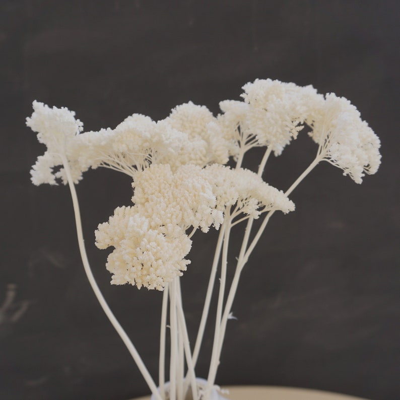 Burnt Orange Dried Yarrow Stems, Natural Fall Flowers for Weddings, 16-Inch, 5 Stems