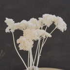 Burnt Orange Dried Yarrow Stems, Natural Fall Flowers for Weddings, 16-Inch, 5 Stems
