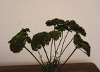 Burnt Orange Dried Yarrow Stems, Natural Fall Flowers for Weddings, 16-Inch, 5 Stems