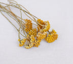 Natural Dried Sanfordii Flowers Yellow Small Bunch 12 Stems 16 Inch for Home Autumn Wedding Decoration