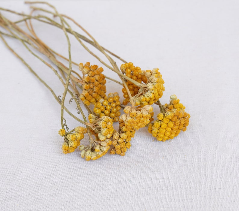 Natural Dried Sanfordii Flowers Yellow Small Bunch 12 Stems 16 Inch for Home Autumn Wedding Decoration