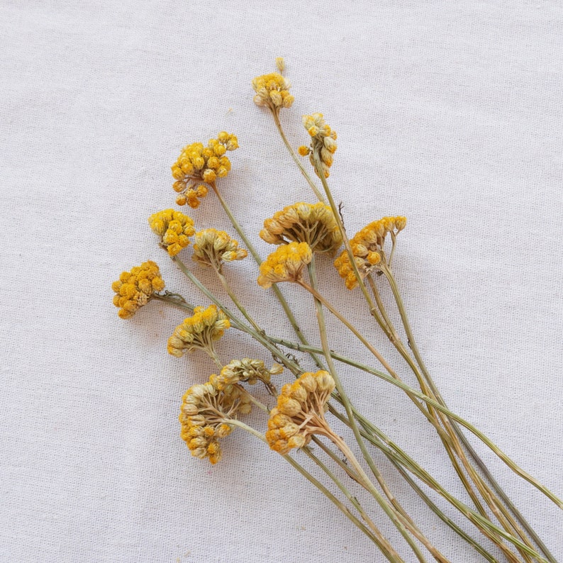 Natural Dried Sanfordii Flowers Yellow Small Bunch 12 Stems 16 Inch for Home Autumn Wedding Decoration