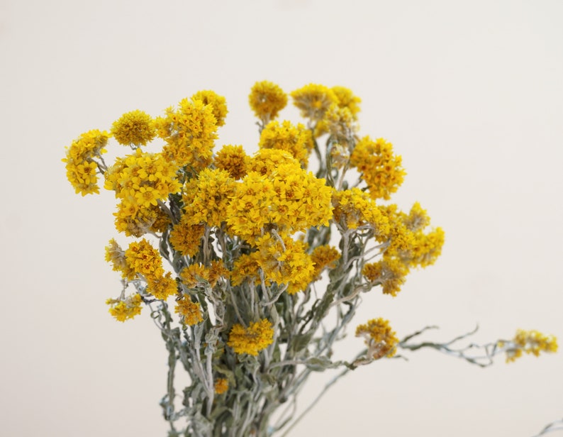 Yellow Dried Flower Bouquet, Natural Cluster Flowers, 14-Inch, Wedding & Home Decor