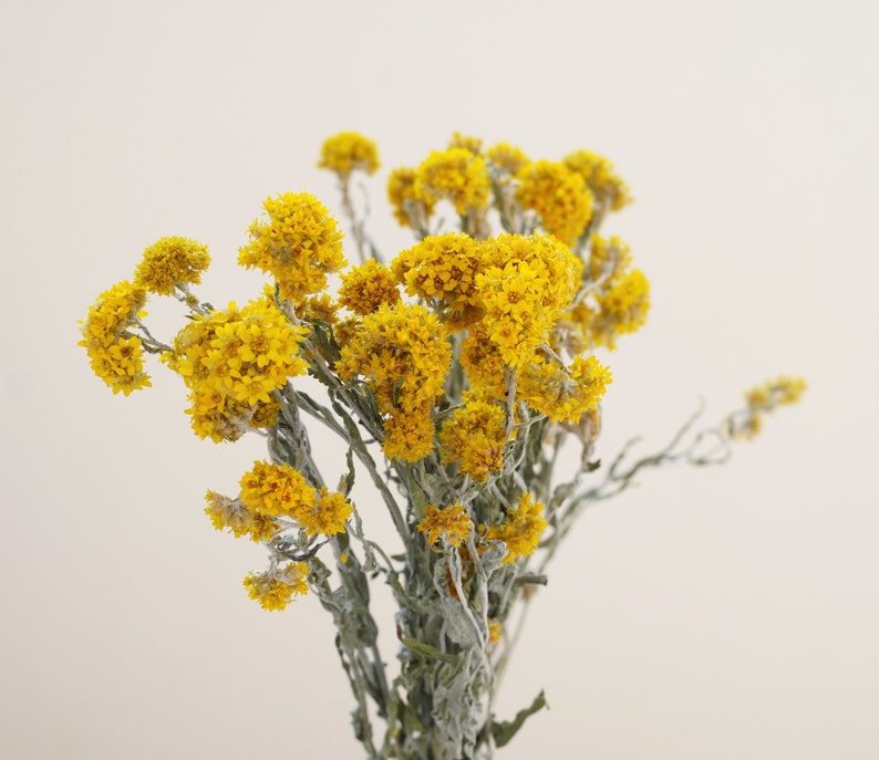 Yellow Dried Flower Bouquet, Natural Cluster Flowers, 14-Inch, Wedding & Home Decor