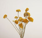 Natural Dried Sanfordii Flowers Yellow Small Bunch 12 Stems 16 Inch for Home Autumn Wedding Decoration