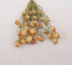 Albion Black Pod Natural Dried Flowers Bouquet 16-18 Inch for Home and Wedding Decoration