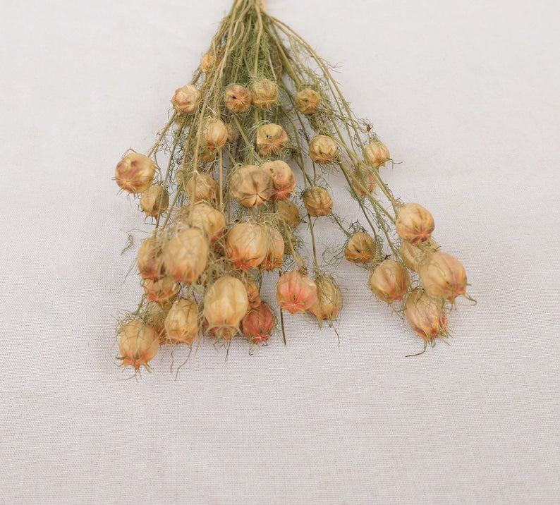 Albion Black Pod Natural Dried Flowers Bouquet 16-18 Inch for Home and Wedding Decoration