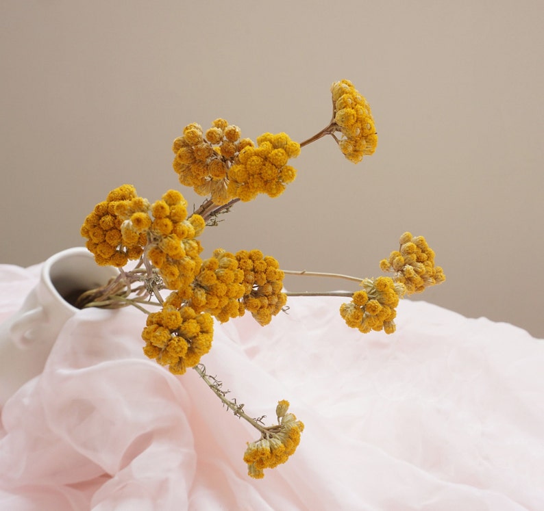 Natural Dried Sanfordii Flowers Yellow Small Bunch 12 Stems 16 Inch for Home Autumn Wedding Decoration