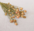 Albion Black Pod Natural Dried Flowers Bouquet 16-18 Inch for Home and Wedding Decoration