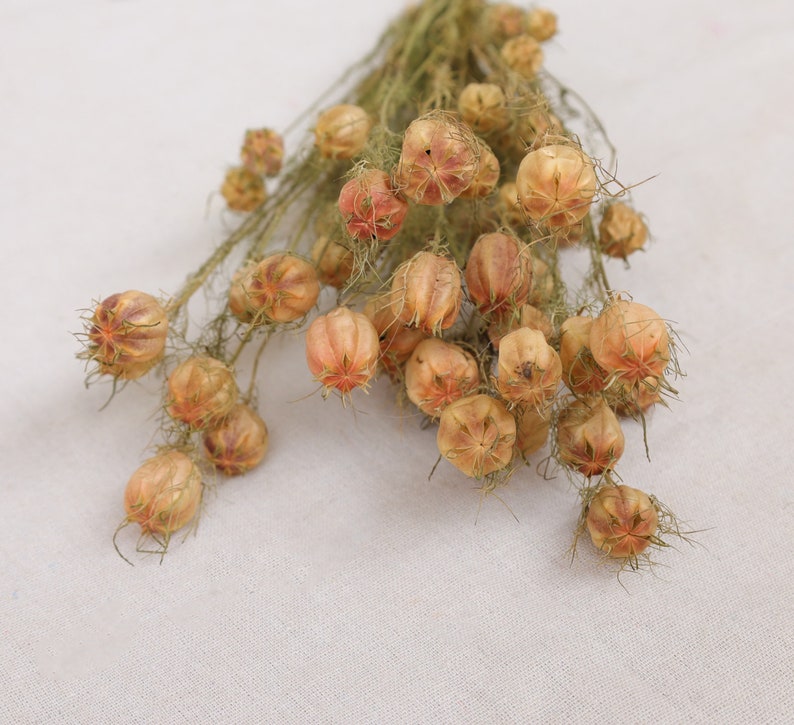 Albion Black Pod Natural Dried Flowers Bouquet 16-18 Inch for Home and Wedding Decoration