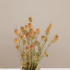 Albion Black Pod Natural Dried Flowers Bouquet 16-18 Inch for Home and Wedding Decoration