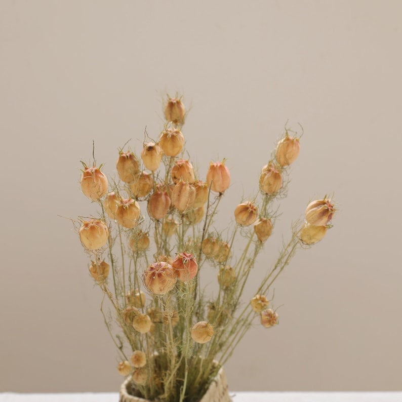 Albion Black Pod Natural Dried Flowers Bouquet 16-18 Inch for Home and Wedding Decoration