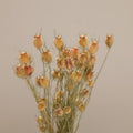 Albion Black Pod Natural Dried Flowers Bouquet 16-18 Inch for Home and Wedding Decoration