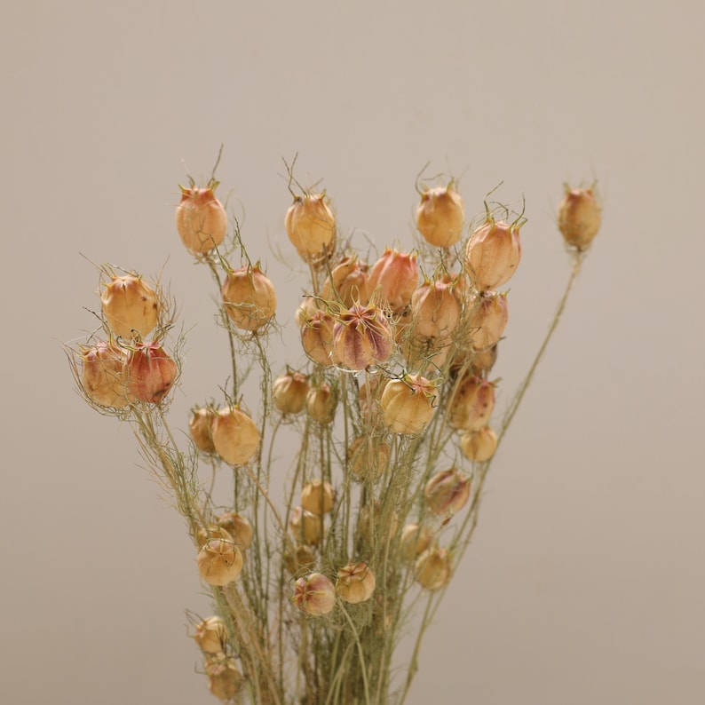 Albion Black Pod Natural Dried Flowers Bouquet 16-18 Inch for Home and Wedding Decoration