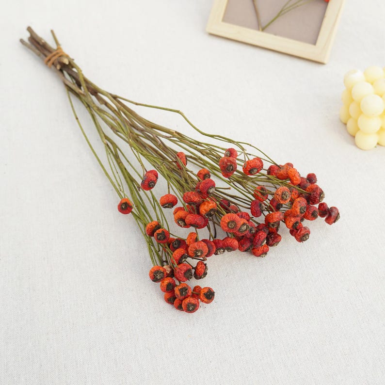 Natural Dried Rose Fruits on Stem, Orange Red Berry Branch, 40-45 cm, 8-10 Stems