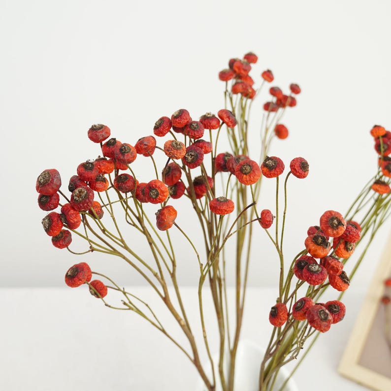 Natural Dried Rose Fruits on Stem, Orange Red Berry Branch, 40-45 cm, 8-10 Stems