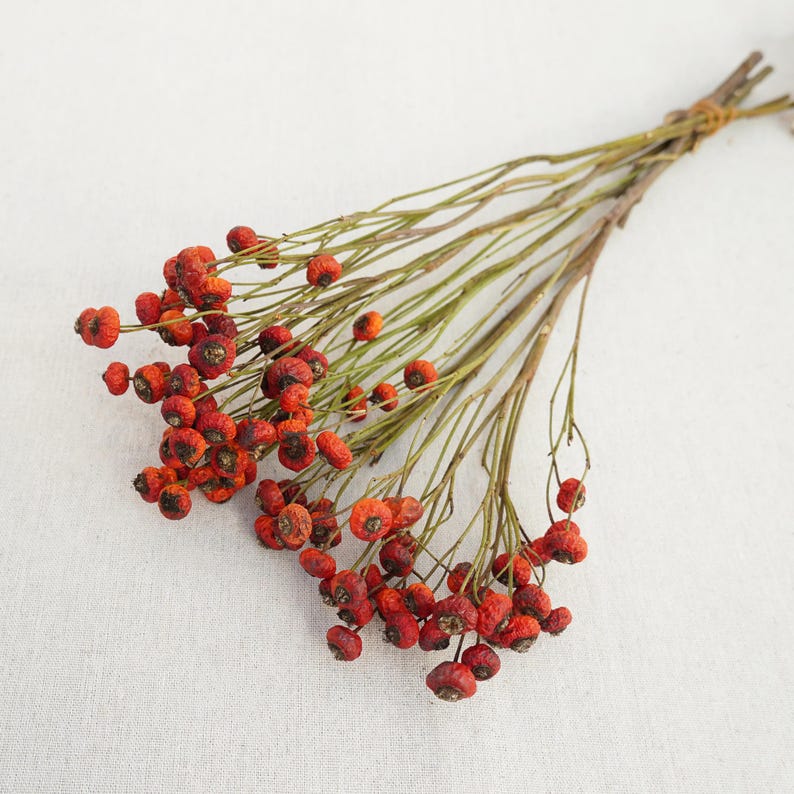 Natural Dried Rose Fruits on Stem, Orange Red Berry Branch, 40-45 cm, 8-10 Stems