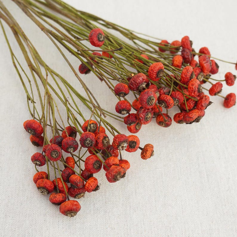 Natural Dried Rose Fruits on Stem, Orange Red Berry Branch, 40-45 cm, 8-10 Stems