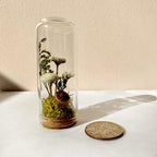 Glass Cloche Terrarium with Real Moss and White Dried Flowers, 2 Sizes