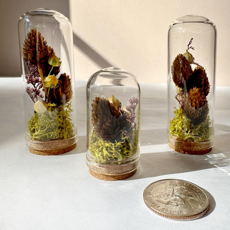 Mini Glass Cloche Terrarium with Dried Moss & Pinecone, 1.75" and 2.75" Tall