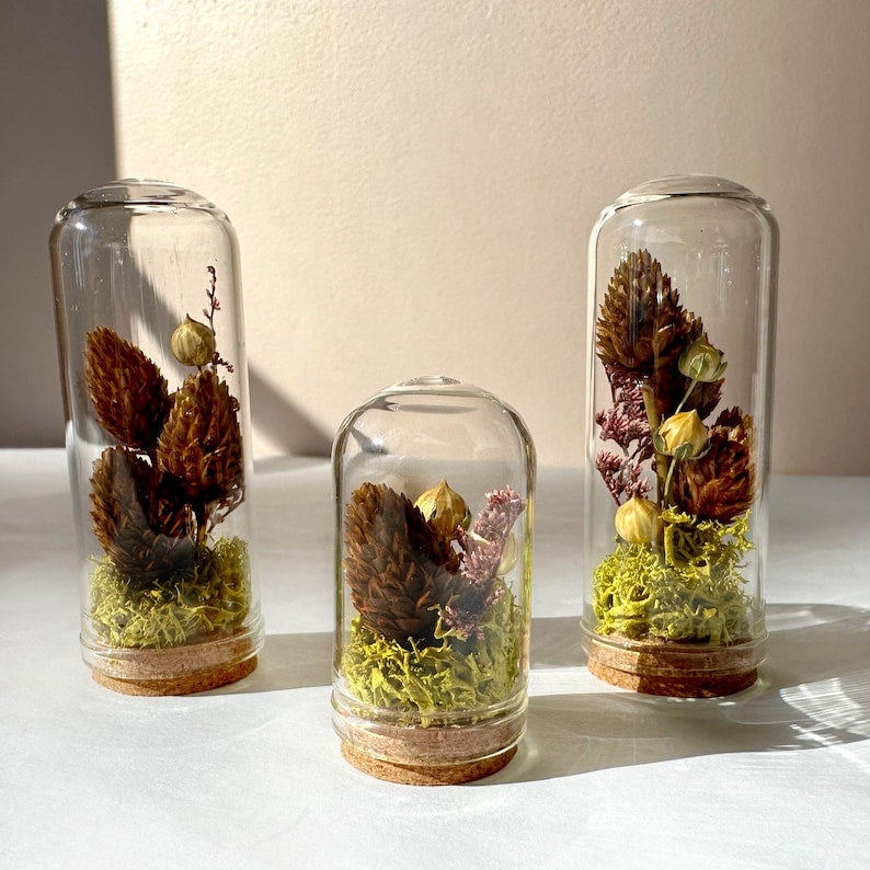 Mini Glass Cloche Terrarium with Dried Moss & Pinecone, 1.75" and 2.75" Tall