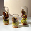 Mini Glass Cloche Terrarium with Dried Moss & Pinecone, 1.75" and 2.75" Tall