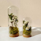 Glass Cloche Terrarium with Real Moss and White Dried Flowers, 2 Sizes