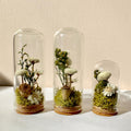 Glass Cloche Terrarium with Real Moss and White Dried Flowers, 2 Sizes