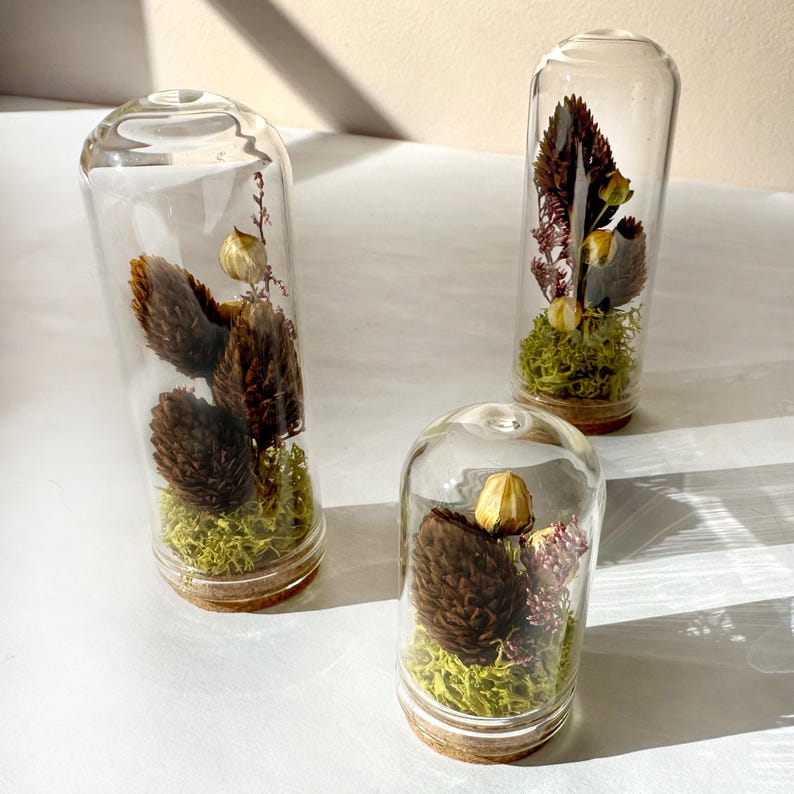 Mini Glass Cloche Terrarium with Dried Moss & Pinecone, 1.75" and 2.75" Tall